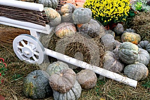 Beautiful ripe pumpkins in a cart. Harvest Festival. Collective farmers autumn harvest.