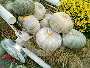 Beautiful ripe pumpkins lie on a white cart. Farmers autumn harvest. Gorgeous autumn background with pumpkins