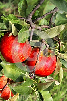 Beautiful ripe red apples on the branch