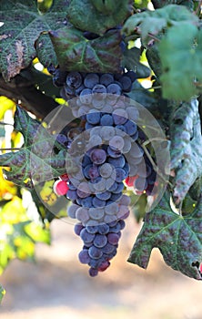 Beautiful ripe red wine grapes clusters ready to harvest in a vineyard