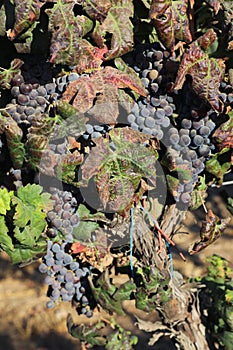 Beautiful ripe red wine grapes clusters ready to harvest in a vineyard