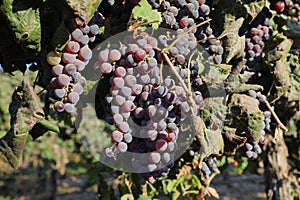 Beautiful ripe red wine grapes clusters ready to harvest in a vineyard