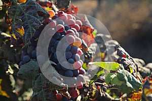 Beautiful ripe red wine grapes clusters ready to harvest in a vineyard