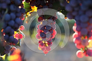 Beautiful ripe red wine grapes clusters ready to harvest in a vineyard