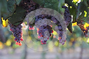 Beautiful ripe red wine grapes clusters ready to harvest in a vineyard