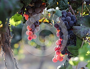 Beautiful ripe red wine grapes clusters ready to harvest in a vineyard