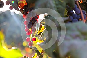 Beautiful ripe red wine grapes clusters ready to harvest in a vineyard