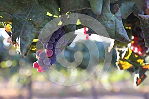 Beautiful ripe red wine grapes clusters ready to harvest in a vineyard