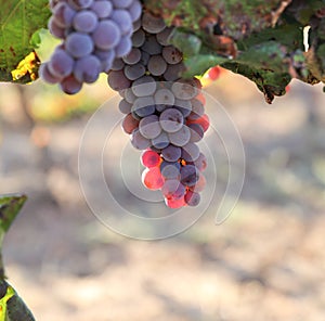 Beautiful ripe red wine grapes clusters ready to harvest in a vineyard