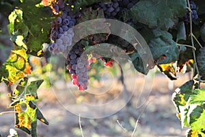 Beautiful ripe red wine grapes clusters ready to harvest in a vineyard