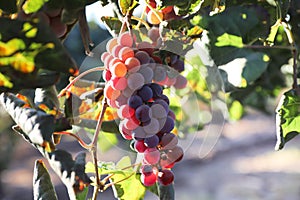 Beautiful ripe red wine grapes clusters ready to harvest in a vineyard