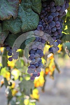 Beautiful ripe red wine grapes clusters ready to harvest in a vineyard