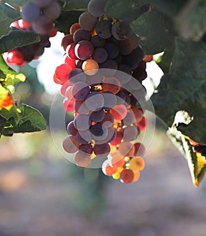 Beautiful ripe red wine grapes clusters ready to harvest in a vineyard