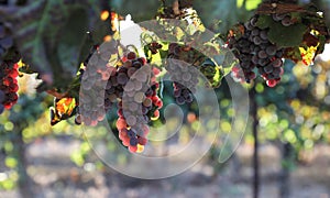 Beautiful ripe red wine grapes clusters ready to harvest in a vineyard