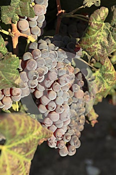 Beautiful ripe red wine grapes clusters ready to harvest in a vineyard