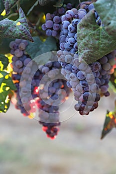 Beautiful ripe red wine grapes clusters ready to harvest in a vineyard