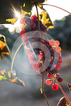 Beautiful ripe red wine grapes clusters ready to harvest in a vineyard