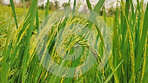 Beautiful ripe rice paddy field background chattisgarh india