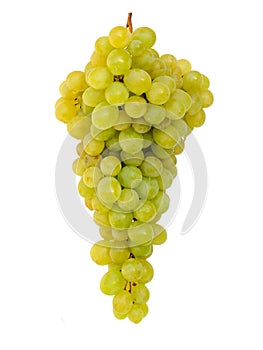 Beautiful ripe washed wet bunch of yellow grapes isolated on white, ready to eat