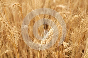 Beautiful ripe wheat spikes in agricultural field, closeup