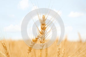 Beautiful ripe wheat spikes in field, closeup