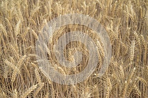 Beautiful ripe wheats background.