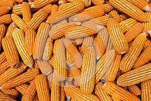 Beautiful Ripe yellow corn. Corn and Grain Handling or Harvesting Terminal