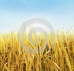 Beautiful ripe yellow wheat in the field at sunrise