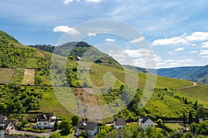 Beautiful, ripening vineyards in the spring season in western Germany in the background of blue sky and white clouds.