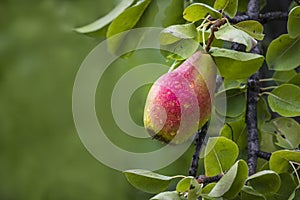 Beautiful Riping Juicy pears on a tree branch Organic summer garden Selective focus after rain