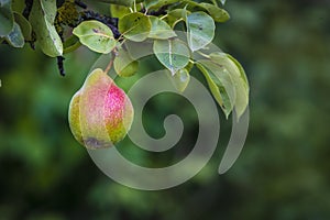 Beautiful Riping Juicy pears on a tree branch Organic summer garden Selective focus after rain