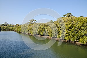 Beautiful river alongside with green mangrove forest.