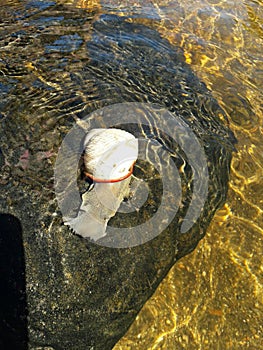 Beautiful river animal perched on a stone.