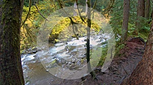 Beautiful river in the forest.