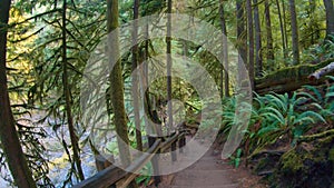 Beautiful river in the forest.