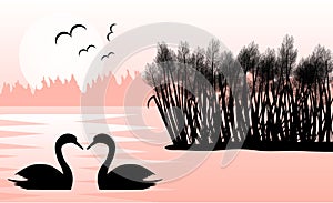 Two Swans in a Lake with Reeds in Sunrise Flat Landscape