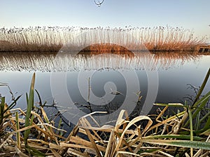 A beautiful river with reed on its shore and its reflection on the water.