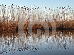 A beautiful river with reed on its shore and its reflection on the water.