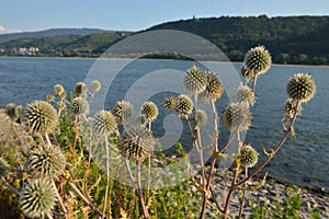 Beautiful river rhine with flowers near Bacharach