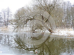 River Sysa and trees in winter, Lithuania photo