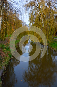 Beautiful river and weaping willows