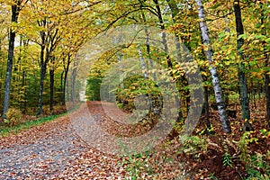 A beautiful road in autumn