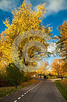 Beautiful road in the autumn park