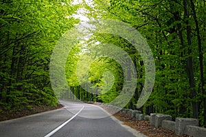 Beautiful road that crosses a forest. Raw green early spring