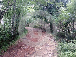 beautiful road in forest