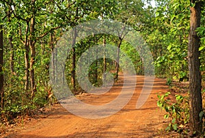 Beautiful road in forest in birbhum