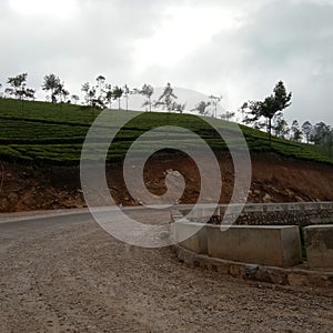 Beautiful road in kerala surrounded by green teaplants