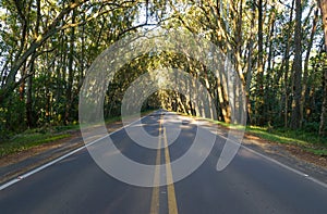 Beautiful road with natural tunnel formed by eucapilto trees, gr