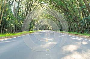 Beautiful road with natural tunnel formed by eucapilto trees, gr