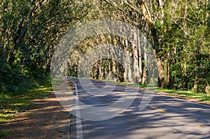 Beautiful road with natural tunnel formed by eucapilto trees, gr